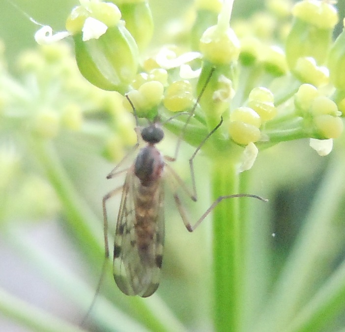 Sylvicola sp. (Anisopodidae)